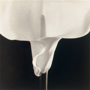 fotografie_nyc_apriel2010_CHRISTIES_MAPPLETHORPE