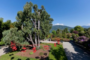 Velasco_ForestaRossa_12cb_30093