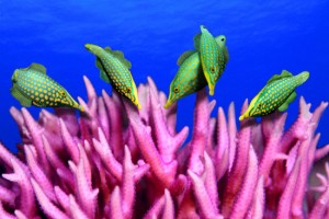 por_5_akiyoshi_ito-1