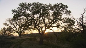 07. Bill Viola The Darker Side of Dawn 2005 Photo Kira Perov