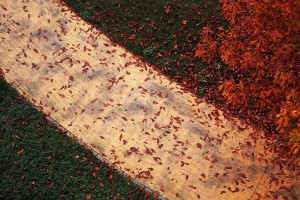 raffaele_luongo_tricolore_autunnale