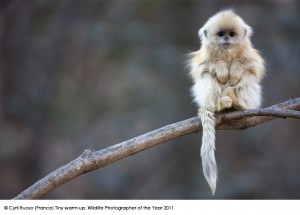14_Wildlife Photographer of the Year 2011_B