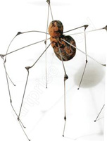 LouiseBourgeois_31maggio2010_2