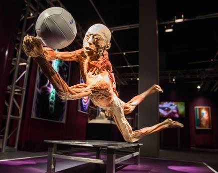 The Human Body a Torino