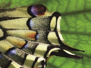 2013_PASTIFICIO_EttoreFavini_08 (1)