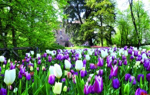 messer tulipano pralormo