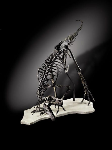 ORNITHOLESTES Lot 49 Attractive small carnivorous Ornitholestes - sp. Dinosaur Late Jurassic, Morrison Formation, USA Est. 350,000-450,000 EUR