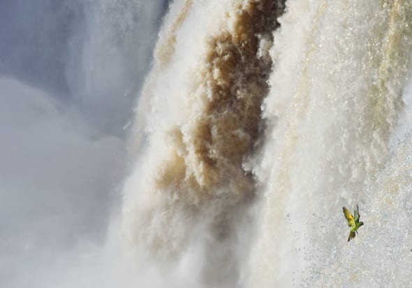 © Alessandro Bee (Italy) Little bird, big water Wildlife Photographer of the Year 2013 Animals in their Environment / Animali nel loro ambiente Specially Commended