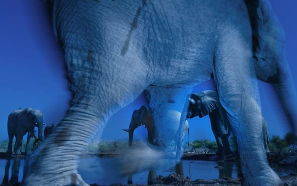 © Greg du Toit (South Africa) Essence of elephants Wildlife Photographer of the Year 2013 Animal Portraits / Ritratti di animali Winner