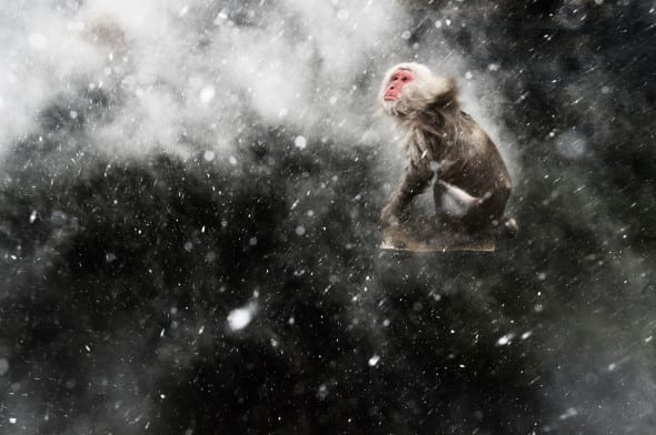 © Jasper Doest (The Netherlands) Snow moment Wildlife Photographer of the Year 2013 Creative Visions / Visioni creative Winner