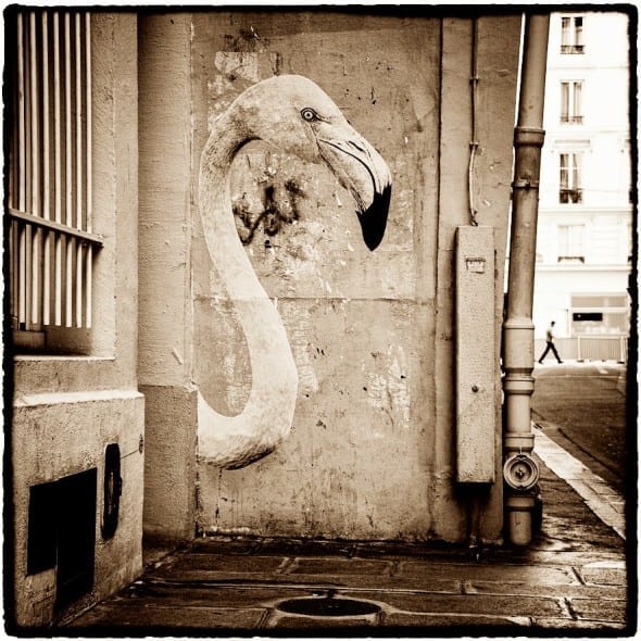 Flamant rose Pecquay sophie photographe