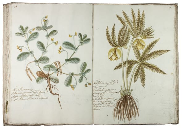 Chellini Tommaso Maria