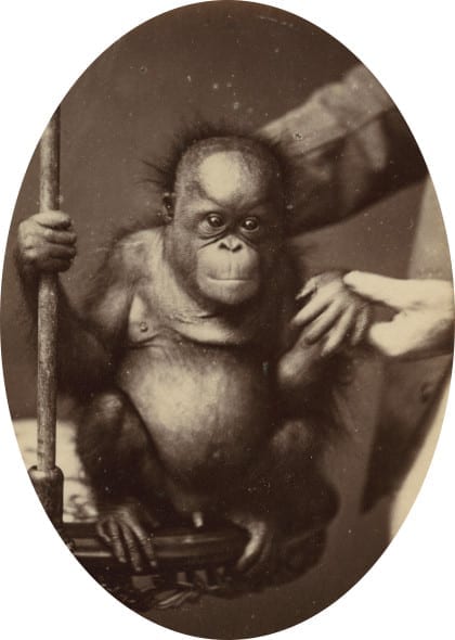 Lumiére des Roses Anonyme Jeune orang-outan, Vers 1870 Tirage sur papier albuminé Exhibitor : LUMIERE DES ROSES