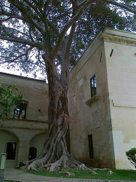 Ficus Gigante di Lecce - ArtsLife