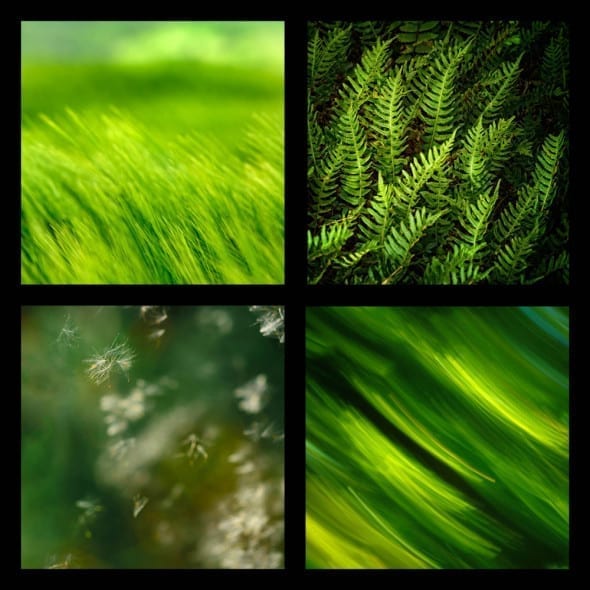 Pannello1_Plantandseed