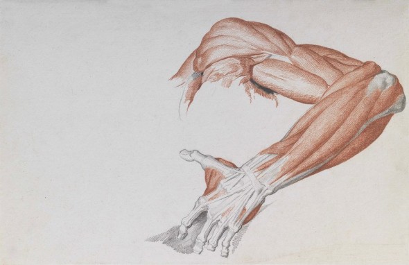 VINCENZO CAMUCCINI – Shoulder, arm, forearm and hand, 1786-88 – Sanguine and black pencil on white paper, mm 278 x 428. Provenience: Camuccini Collection, Cantalupo in Sabina