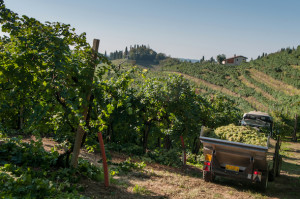 prosecco-valdobbiadene-La-Tordera