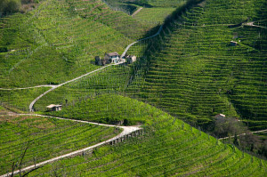 prosecco-valdobbiadene-La-Tordera