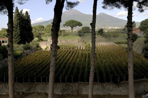 I vigneti Mastroberardino negli scavi di Pompei (2)