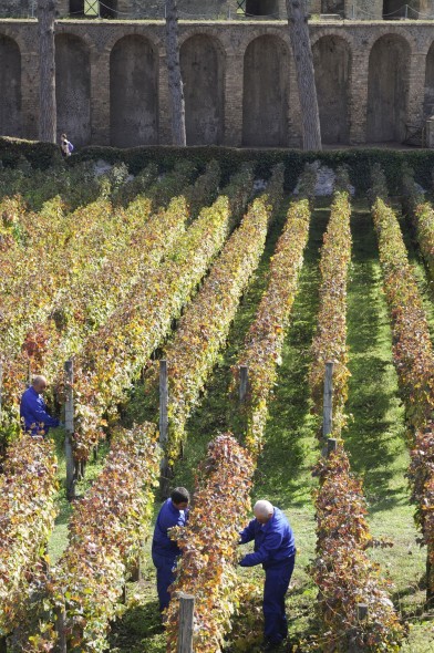 I vigneti Mastroberardino negli scavi di Pompei (3)