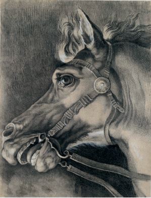 Vincenzo CAMUCCINI (Roma 1771 – 1844) Testa di cavallo Matita, carboncino e gesso bianco su carta mm 720 x 400 Provenienza: Cantalupo in Sabina, collezione Camuccini