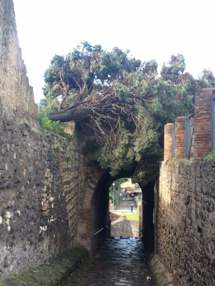 Pompei, maltempo fa cadere due alberi