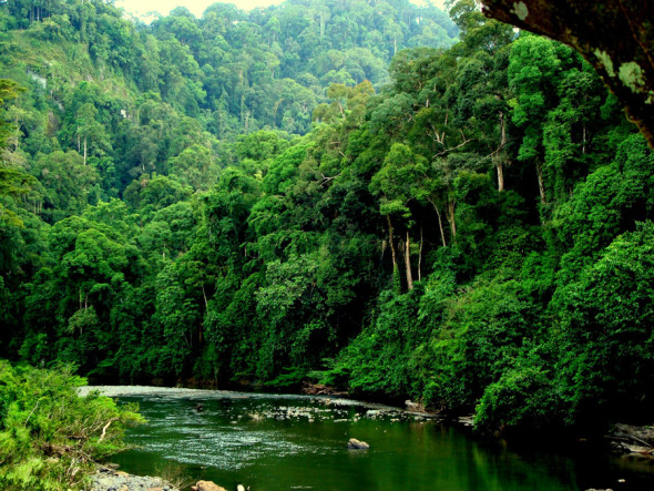 Borneo danum Flora and fauna