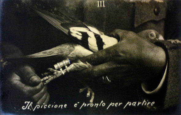 STATO MAGGIORE ITALIANO, UFFICIO COLOMBOFILO, Il piccione è pronto per partire, III, Archivio Storico dello Stato Maggiore dell’Esercito, Roma