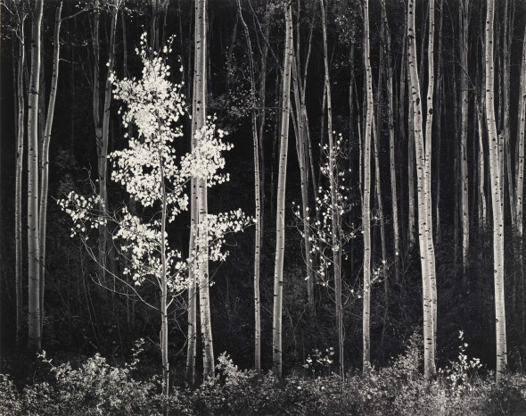 Ansel Adams, Aspens, Northeran New Mexico, 1958, Stampa alla gelatina sali d’argento, cm 36.1 x 44.5, Courtesy by Photographica FineArt Gallery, Lugano