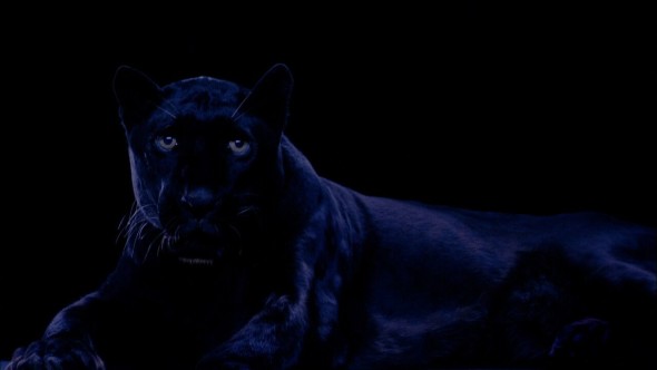 Robert Wilson Ivory, Black Panther, 2006 Villa Panza