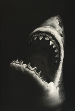Roberto Longo Brooklyn/New York 1953 Untitled (Shark 7) 2008 Charcoal on mounted paper. 228.6 x 152.4 cm (frame dimension 240 x 163 cm). Framed under glass. Monogrammed and dated 'RL' (joined) '08'. Estimated price €400.000