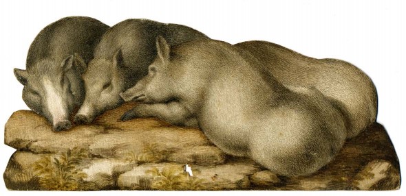 Sinibaldo Scorza: Cuccioli di cinghiale. Acquerello e tempera su carta, 88 x 198 mm. Collezione privata