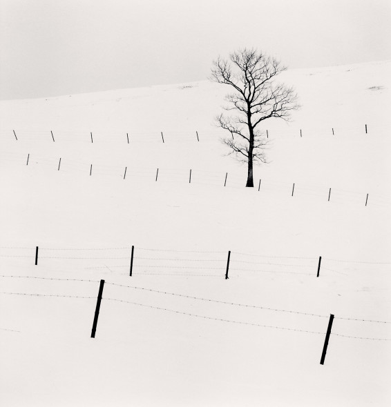 Michael Kenna, Tree and Twenty Eight Posts, Teshikaga, Hokkaido, Japan. Fotografia, 2013 copyright © Michael Kenna GALLERIA DELL'INCISIONE