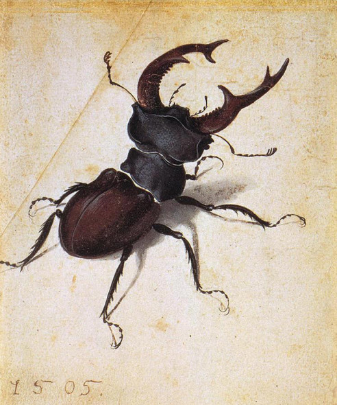 Albrecht Dürer, Cervus Lucanus