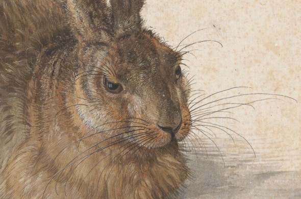 Albrecht Dürer, Hare, 1502
