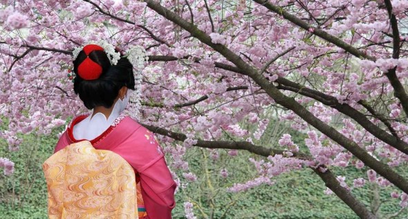 geisha-fioritura-ciliegi-1024x548
