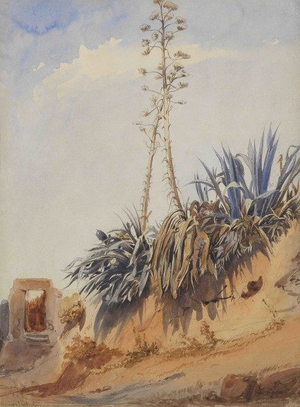 3.GIACINTO GIGANTE (Napoli 1806 – 1876) Studio di agavi, 1844 Matita e acquerello su carta  370 x 275 mm 