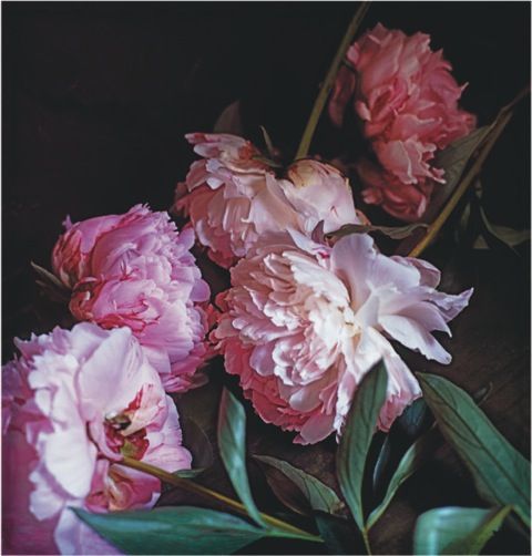 horsfield five peonies lac lugano