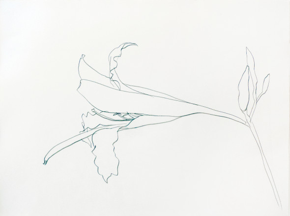 Berggruen Gallery Easter lily Ellsworth Kelly (Newburgh 1923-2015 Spencertown) Graphite on paper 54.6 x 74.9 cm (21 1/2 x 29 1/2 in.) Signed and dated in pencil, lower margin, verso 1984 