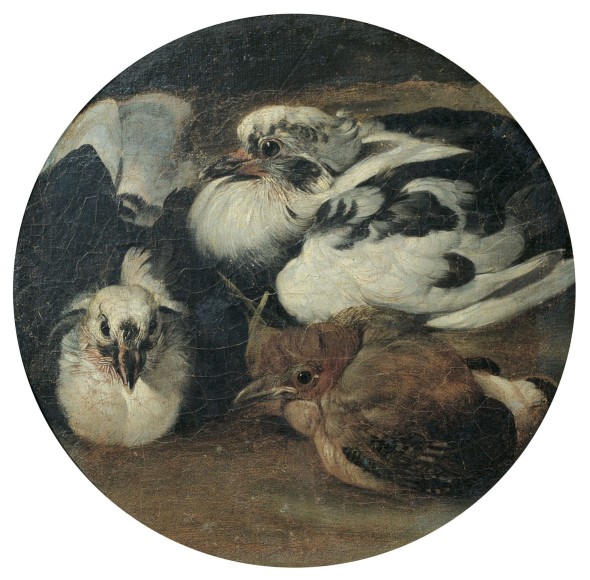 Sinibaldo Scorza: Due piccioni con un tordo. Olio su tela applicata su tavola, 21 cm diam. Genova, Musei di Strada Nuova. © Musei di Strada Nuova, Genova