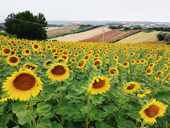 La campagna attorno a Jesi (Foto Luca Zuccala)