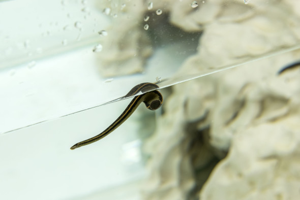 Project Room #6 | Bruno Botella | non si agita né si scuote, senza muovere piede, né mano, né un dito, senza muovere gli occhi né parlare, curated by Simone Menegoi Fondazione Arnaldo Pomodoro, Milano