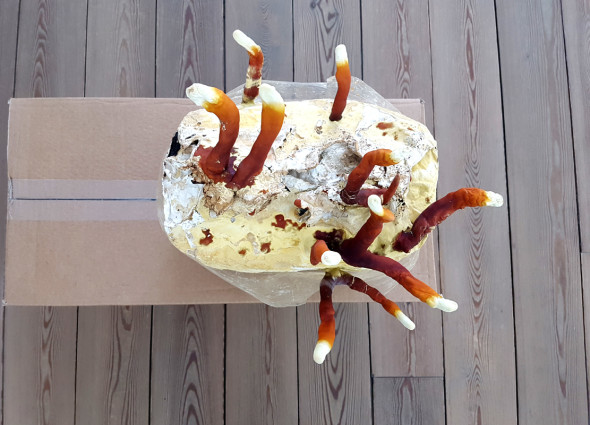 Gina Folly e Luca Trevisani