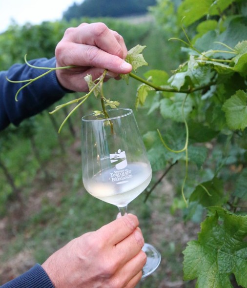 un-calice-di-vespaiolo-photo-stella