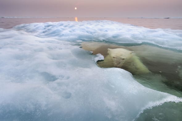 © Paul Souders (USA) The water bear Wildlife Photographer of the Year 2013 Animals in their Environment / Animali nel loro ambiente Winner