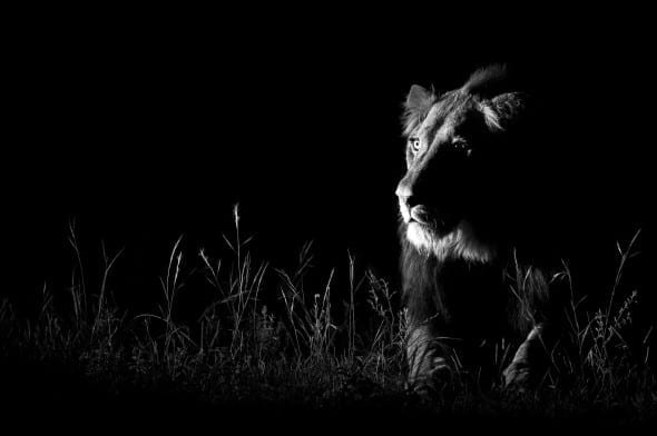 © Andrew Schoeman (South Africa) Shot in the dark Wildlife Photographer of the Year 2013 Nature in Black and White / Natura in bianco e nero Runner up