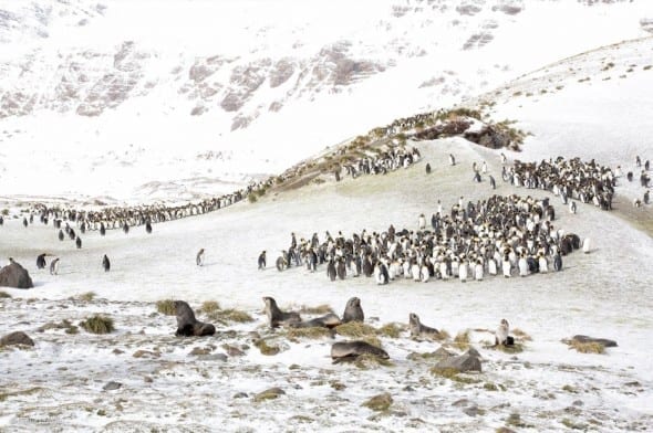 'King Penguins and Fur Seals' by Denise Ippolito