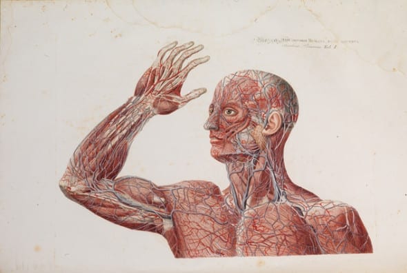Anatomiae Universae #46AB46