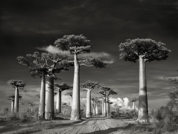 AVENUE OF THE BAOBABS by Beth Moon