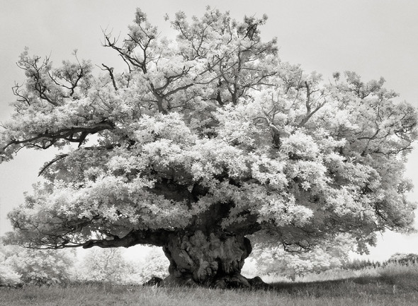 CHESTNUT IN COWDRY PARK by Beth Moon